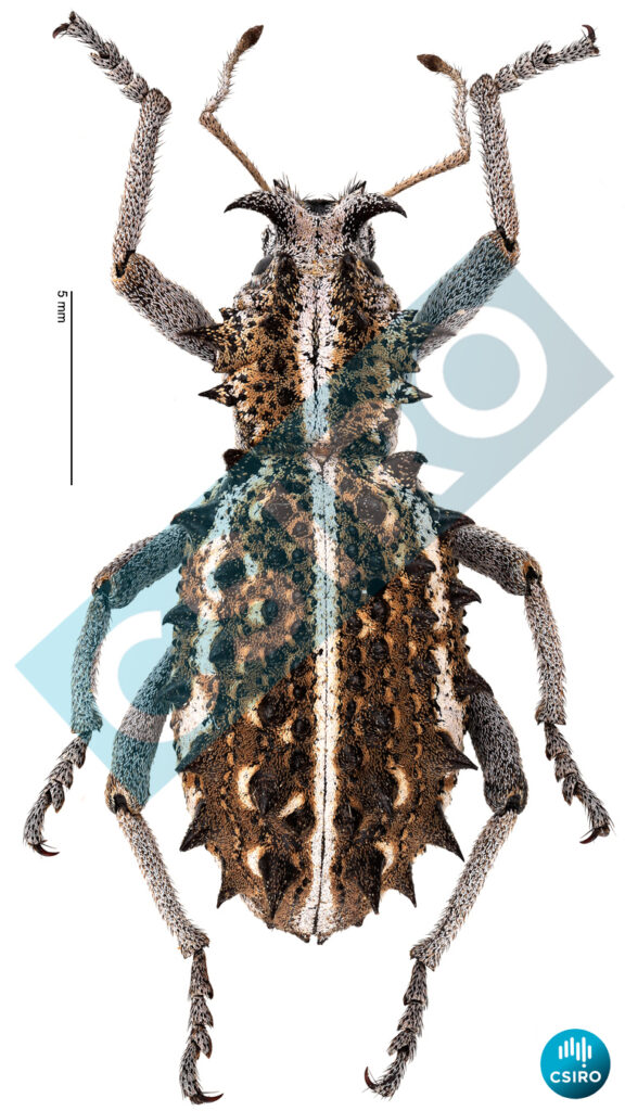 Acantholophus niveovittatus