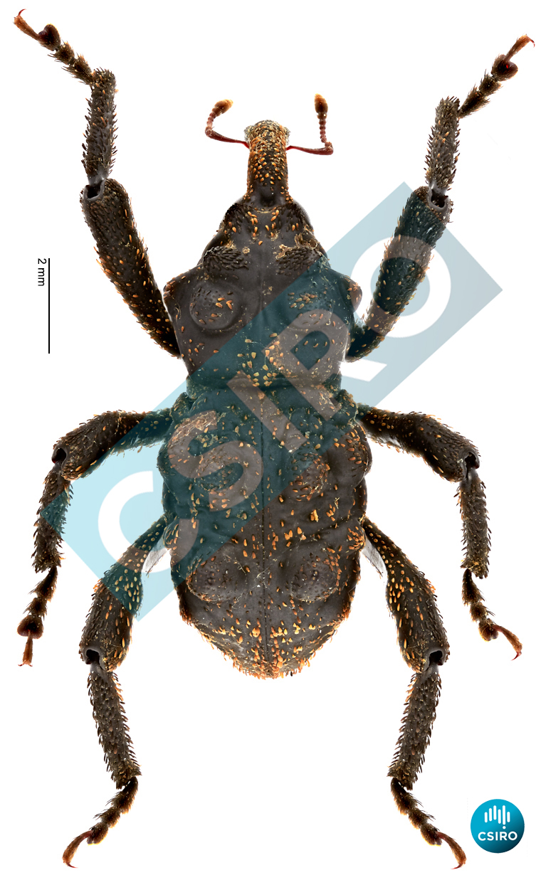 Acidinus sedecimtuberculatus (Lea,  1912)