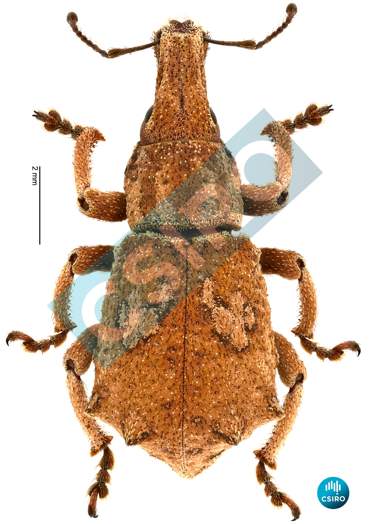 Amnemus quadrituberculatus (Boheman,  1834)