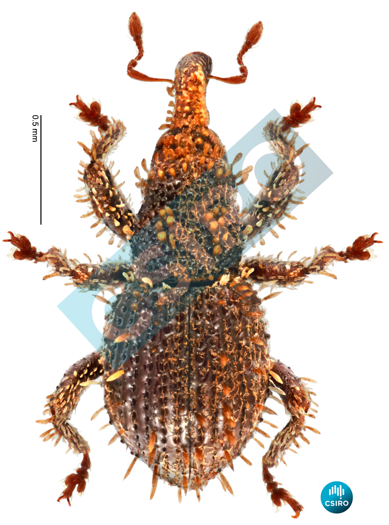 Andracalles fasciculatus