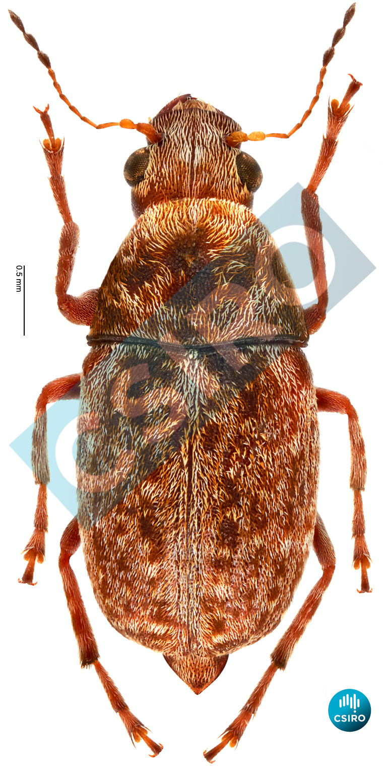 Araecerus fasciculatus