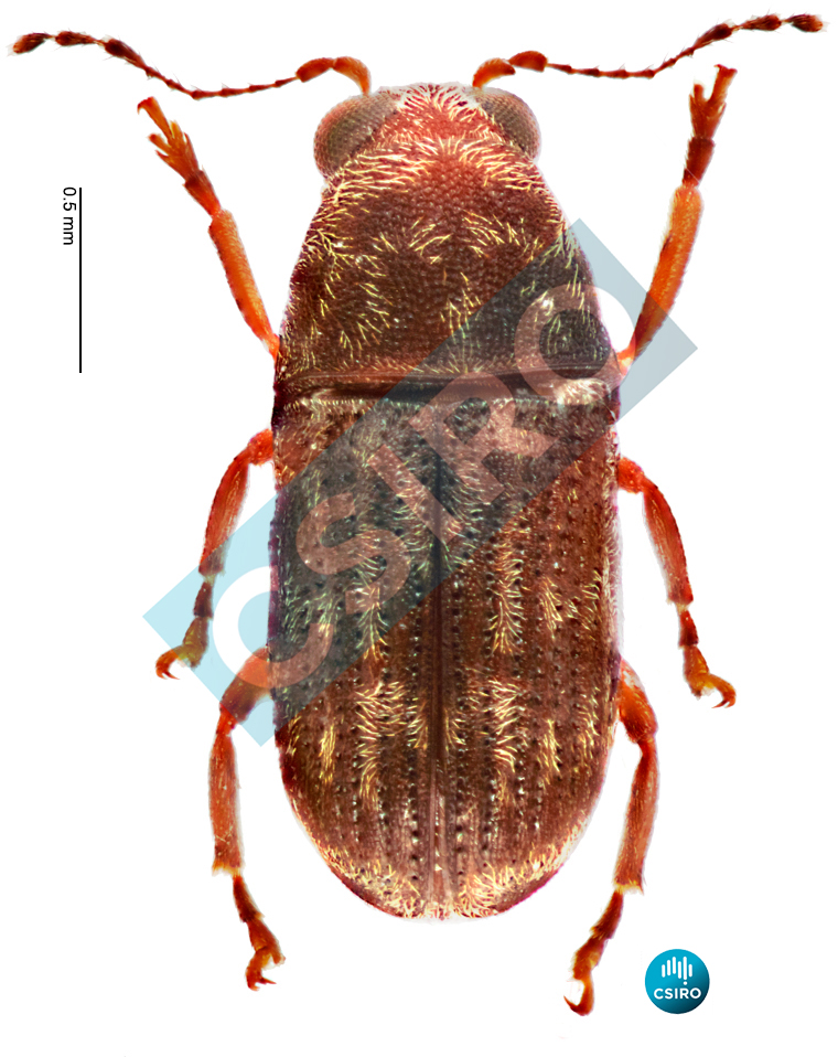Araeocerodes sp.