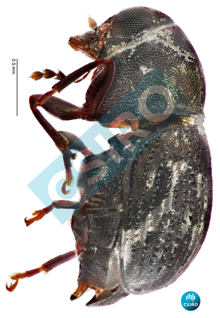 Araeocerodes sp.