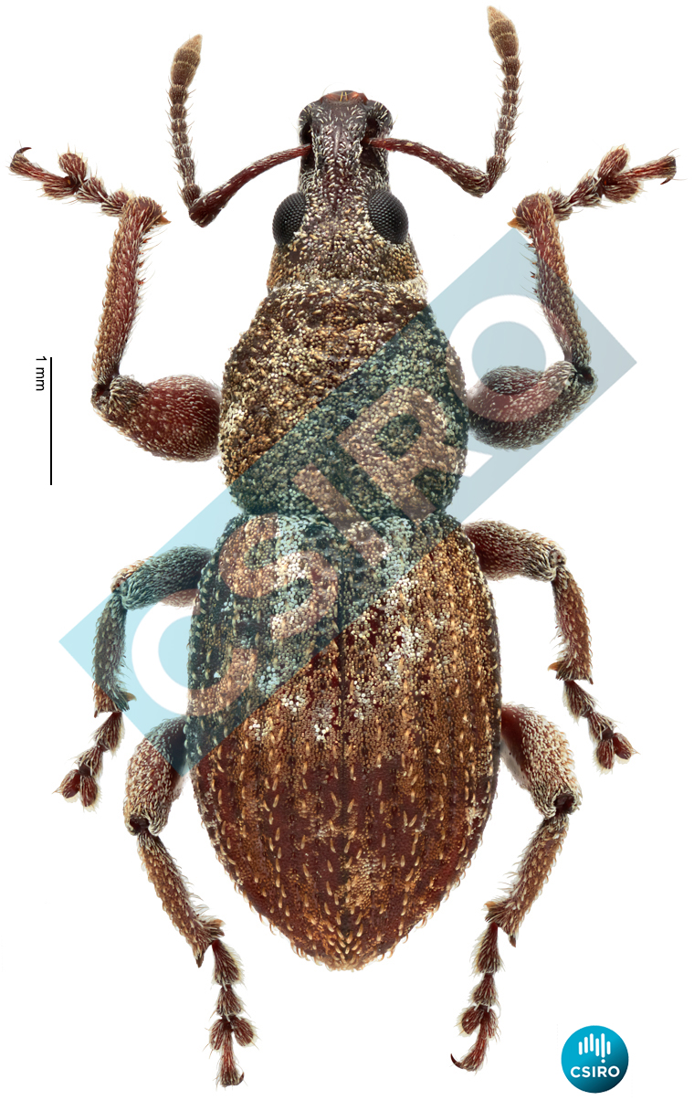Asceparnodes duplicatus (Lea,  1909)