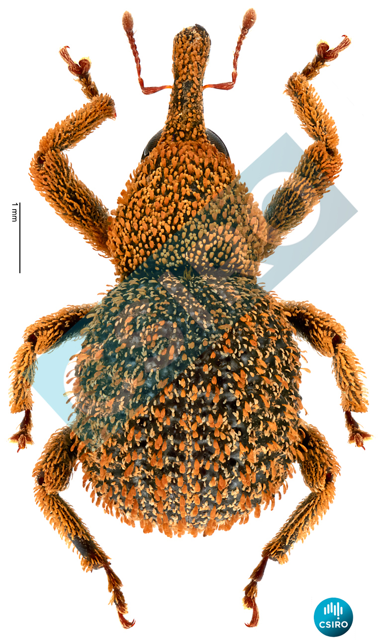 Atragopus caliginosus