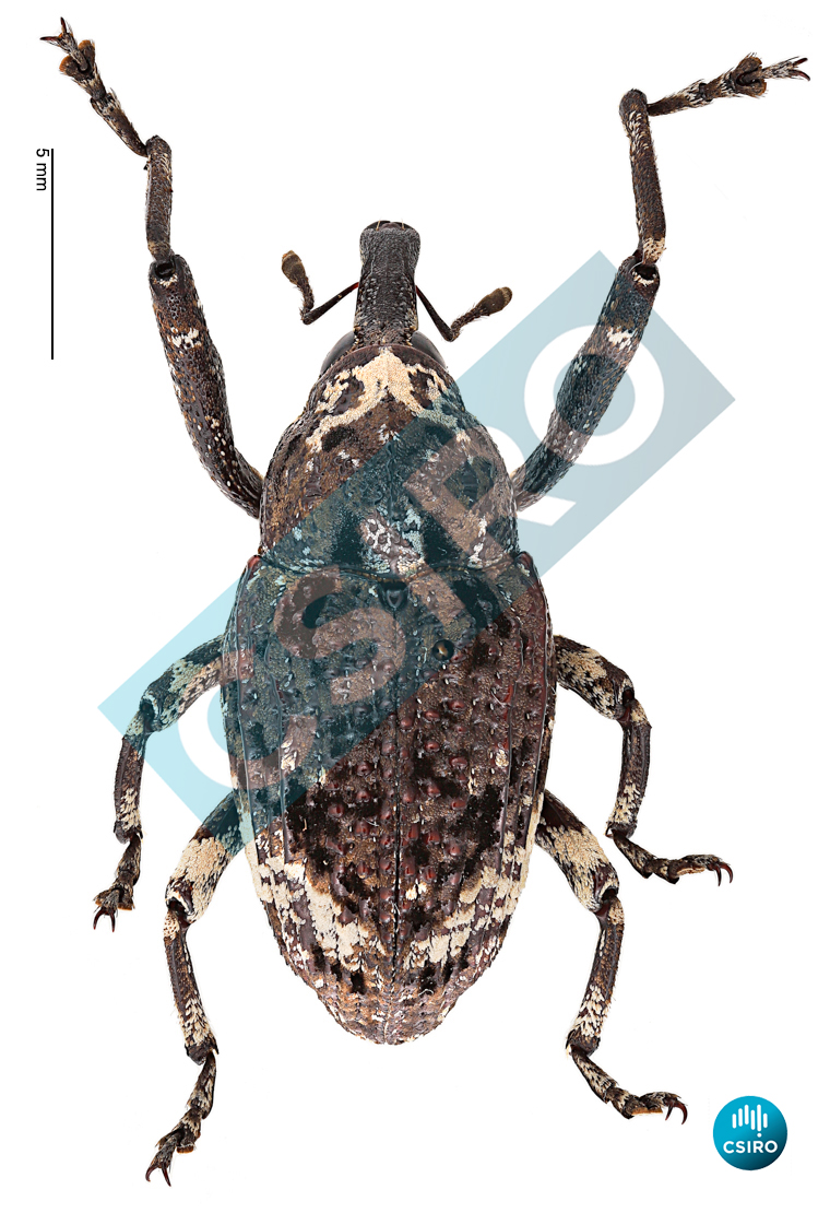 Axionicus insignis Pascoe,  1870