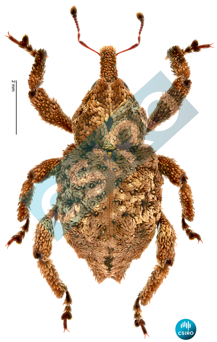 Baeodontocis megapholus Lea,  1913