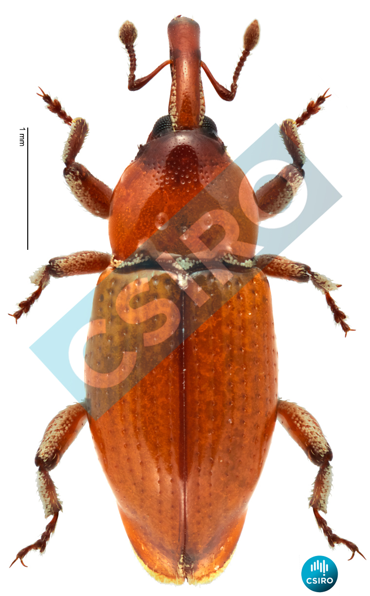 Bepharus ellipticus Pascoe,  1870
