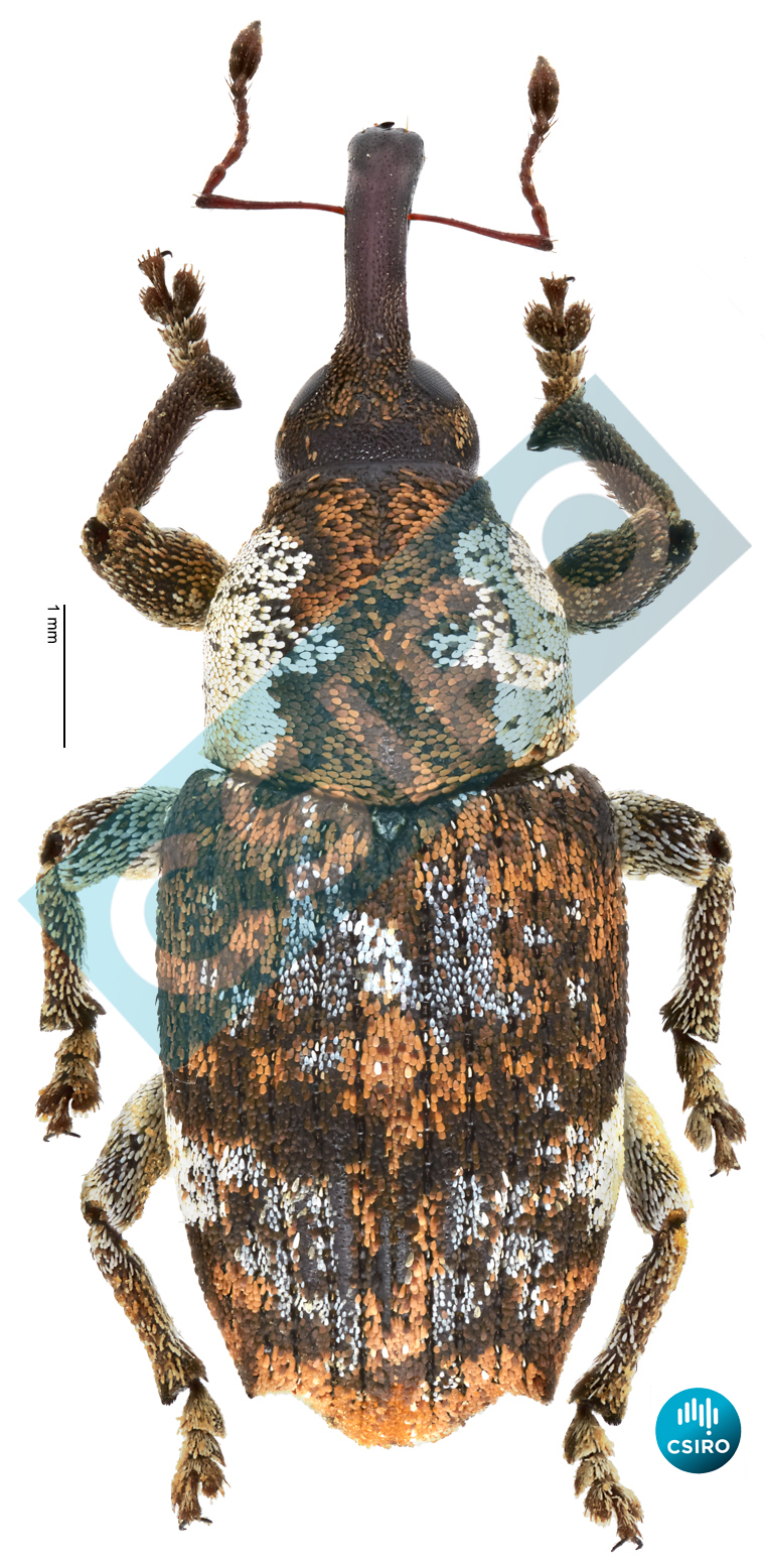 Byrsodes binodipennis (Lea,  1931)