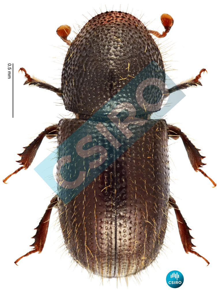 Coccotrypes carpophagus (Hornung,  1842)
