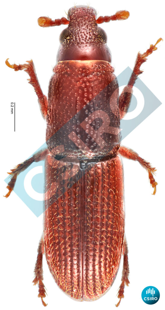 Coptocorynus araucariae