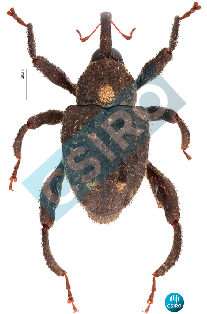 Cratomerocis flavonotatus