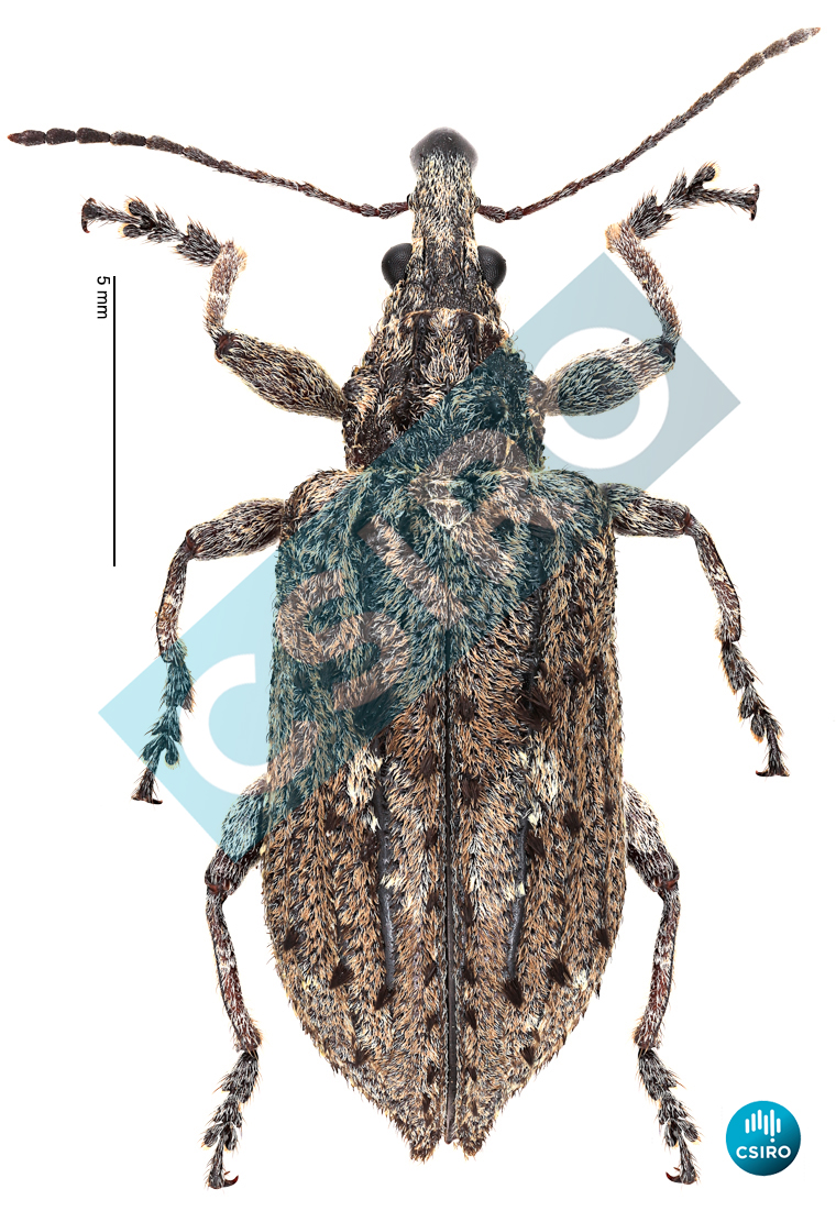 Cyrotyphus fascicularis Pascoe,  1870