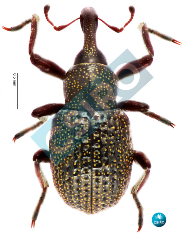 Cyrtobagous salviniae Calder & Sands, 1985 - Australian Weevils online