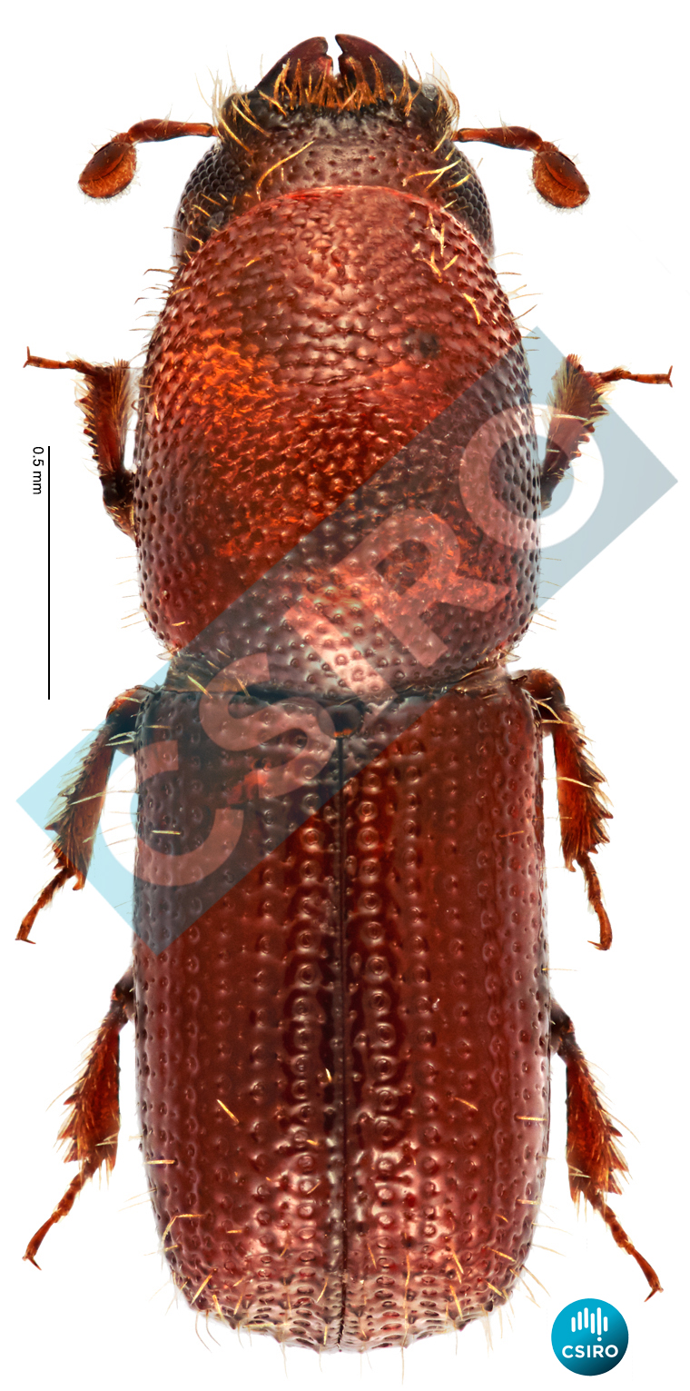 Cyrtogenius nitidus (Hagedorn,  1910)