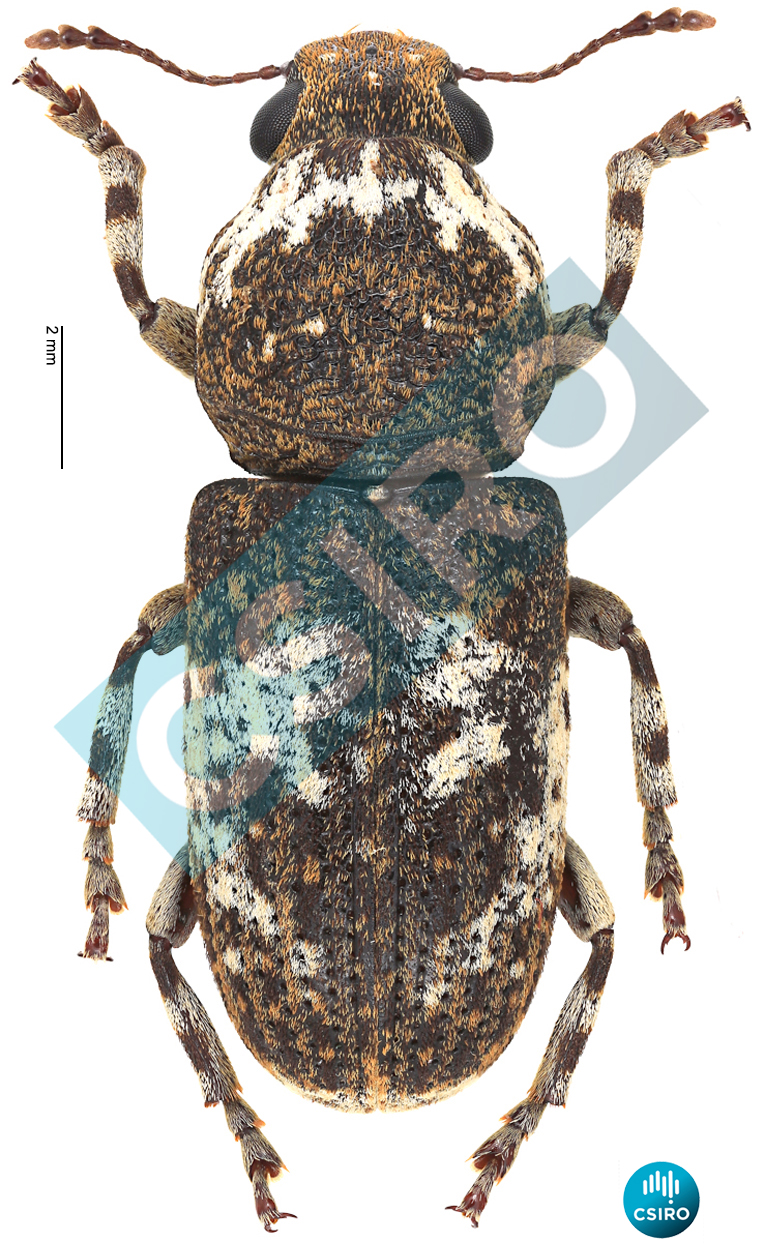 Dendropemon albopictus (Pascoe,  1860)