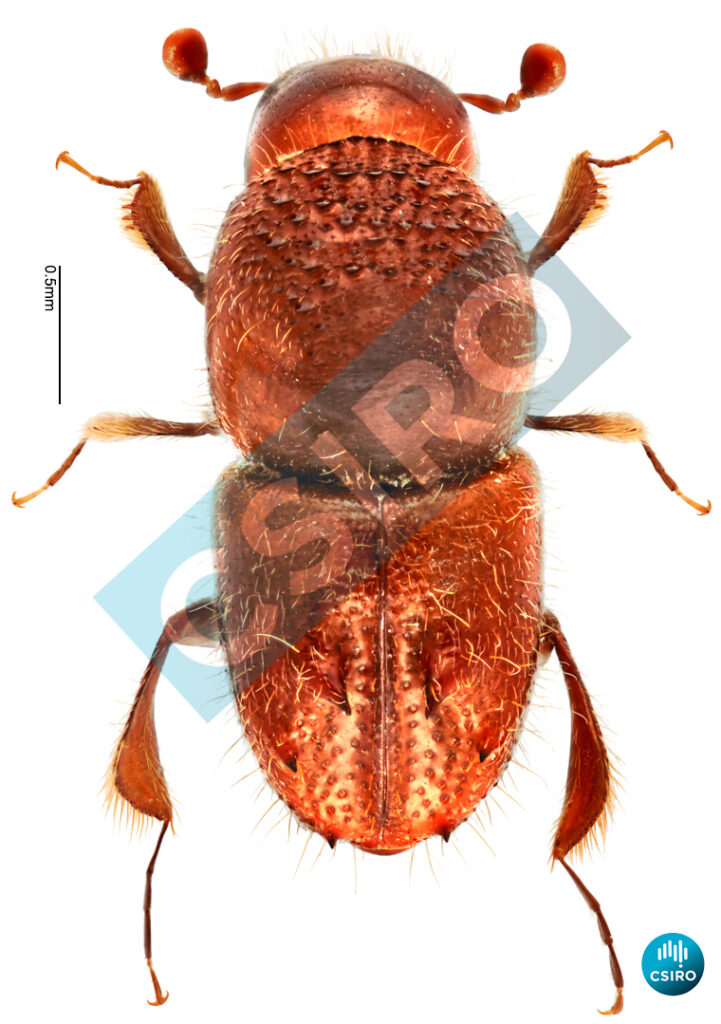 Eccoptopterus spinosus