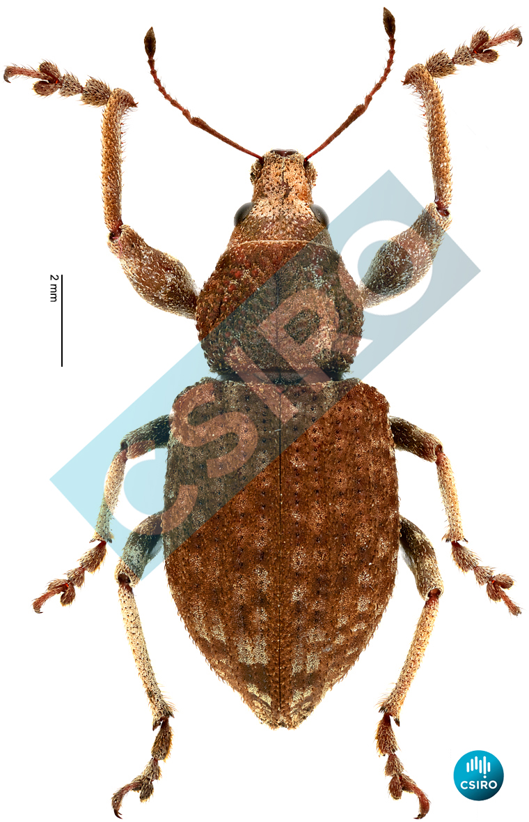 Enchymus punctonotatus Pascoe,  1871