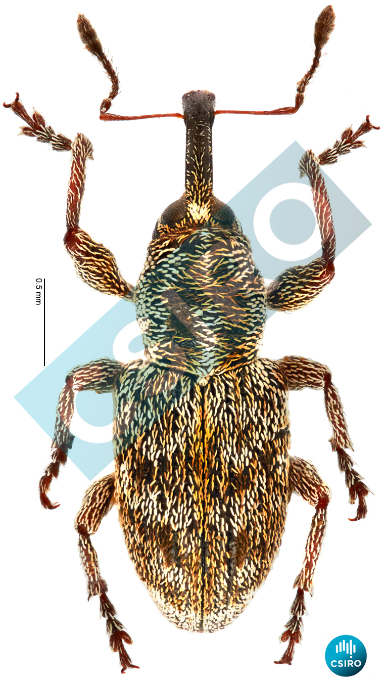 Eniopea viridisquama Lea,  1911