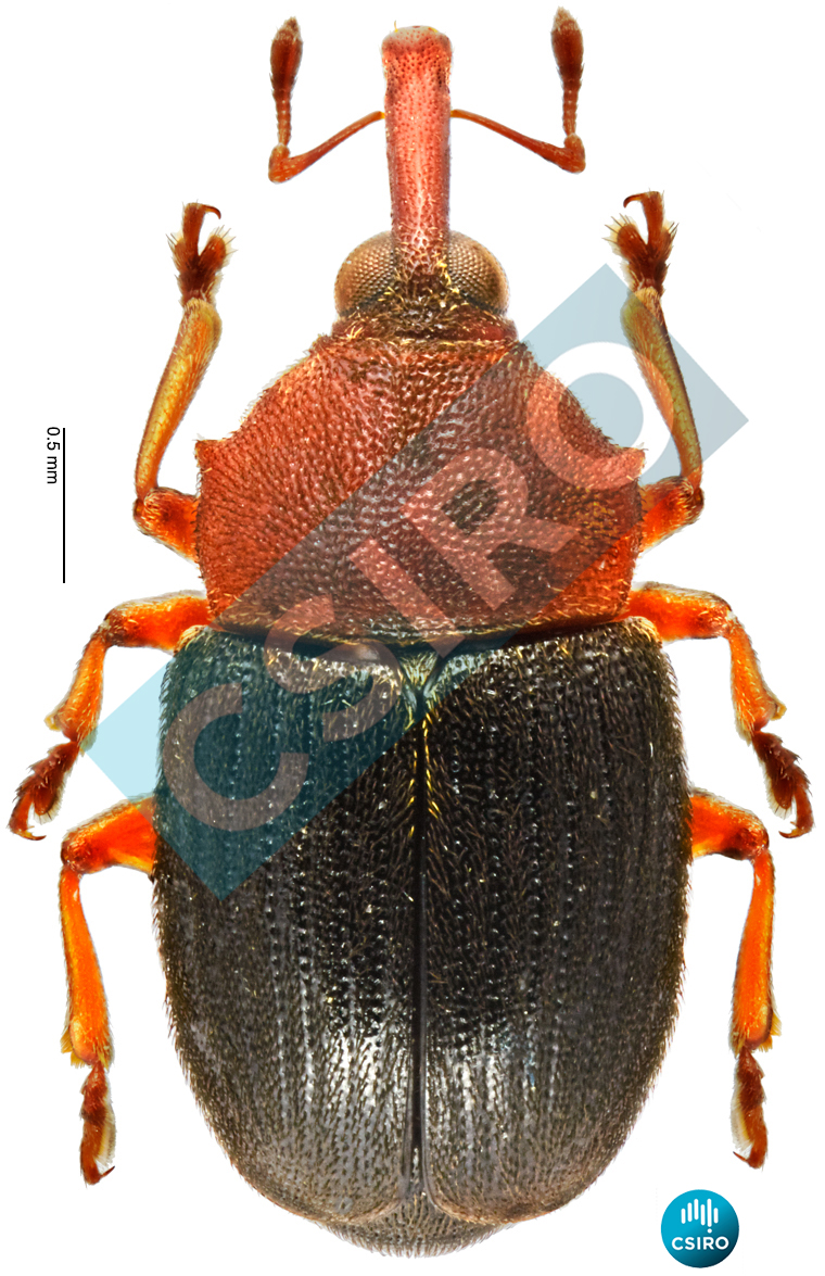 Eudelodes bicolor (Faust,  1899)