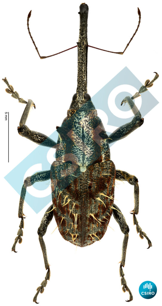 Eurhamphus fasciculatus