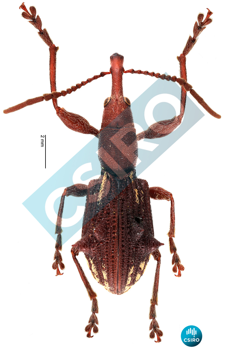 Eurhynchus acanthopterus Boisduval,  1835