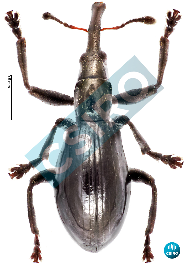 Ganoapion rhadinocyboides Wanat,  2001