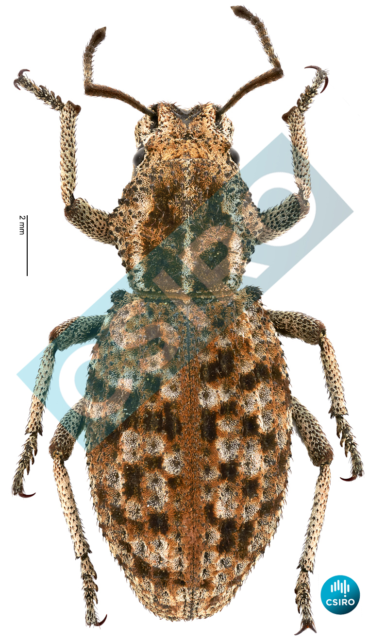 Hypotomops angulicollis (Lea,  1911)