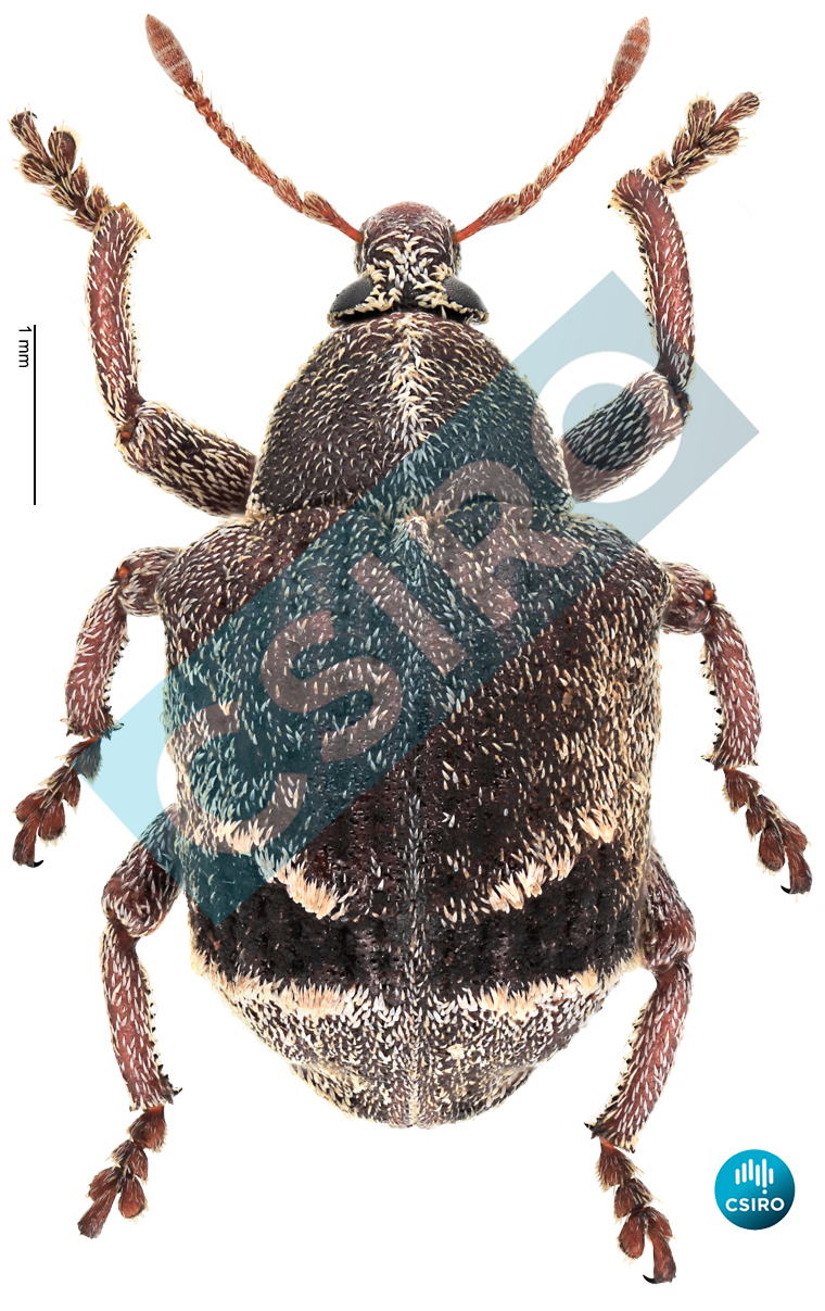 Iptergonus cionoides (Pascoe,  1870)