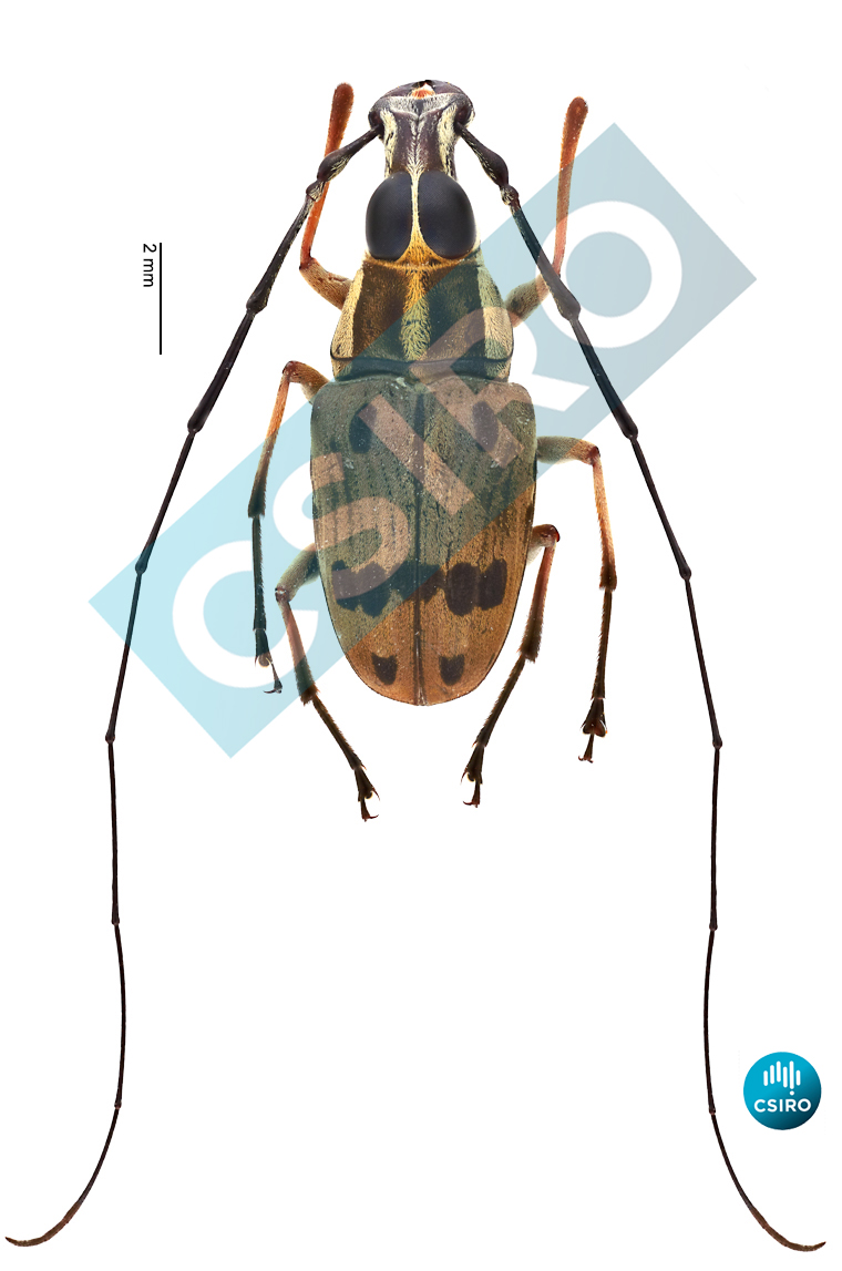 Mecocerinopis amabilis (Pascoe,  1859)