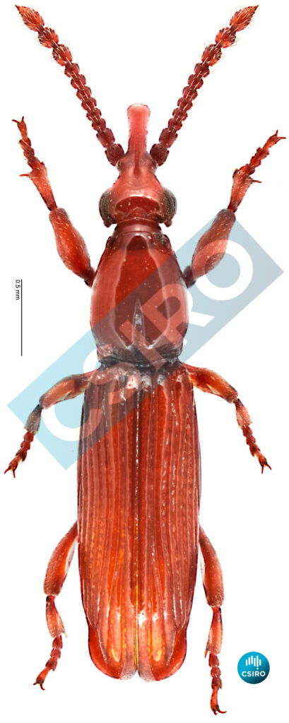Microtrachelizus queenslandicus
