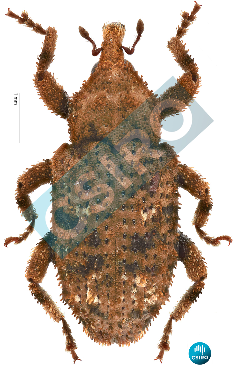 Miotus foveicollis (Lea,  1910)