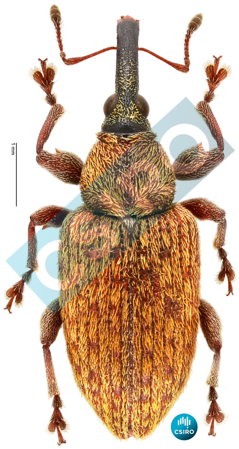Myossita melanocephala