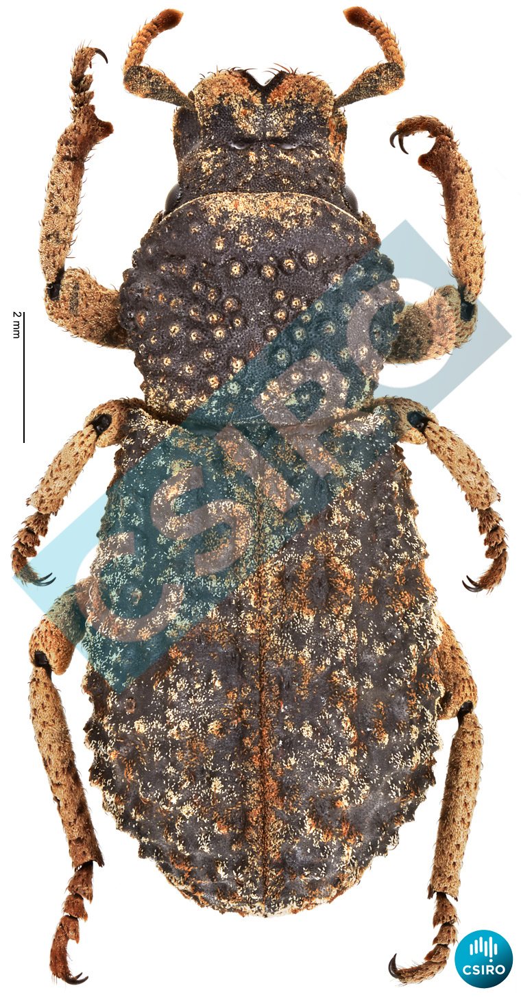 Myotrotus obtusus Pascoe,  1874