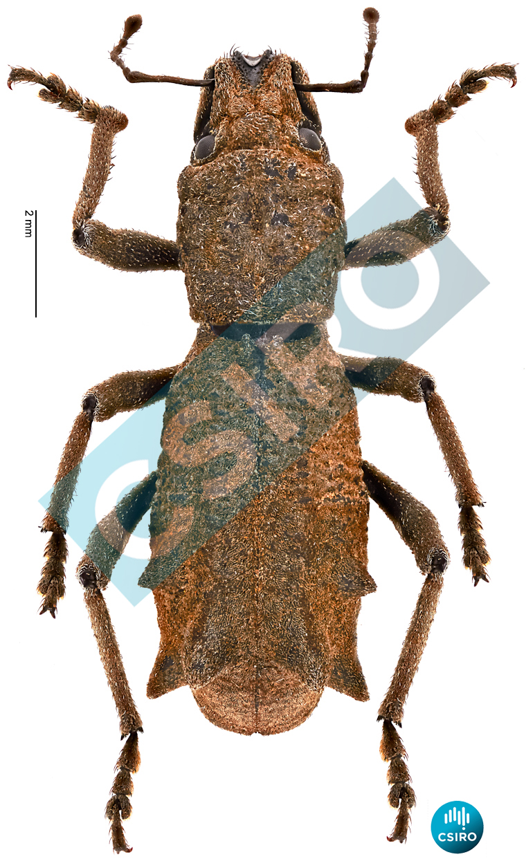 Neohyborrhynchus rugosus (Macleay,  1865)