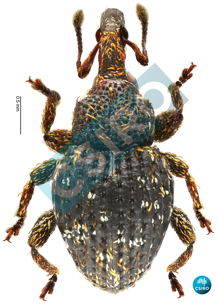 Neosyagrius cordipennis Lea,  1904