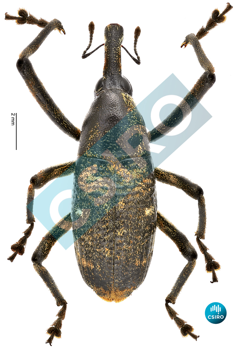 Nototragopus plagiatus (Pascoe,  1872)