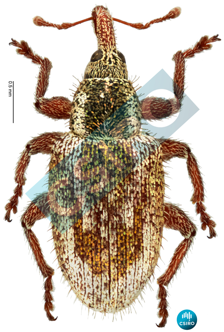 Olanaea nigricollis Pascoe,  1873