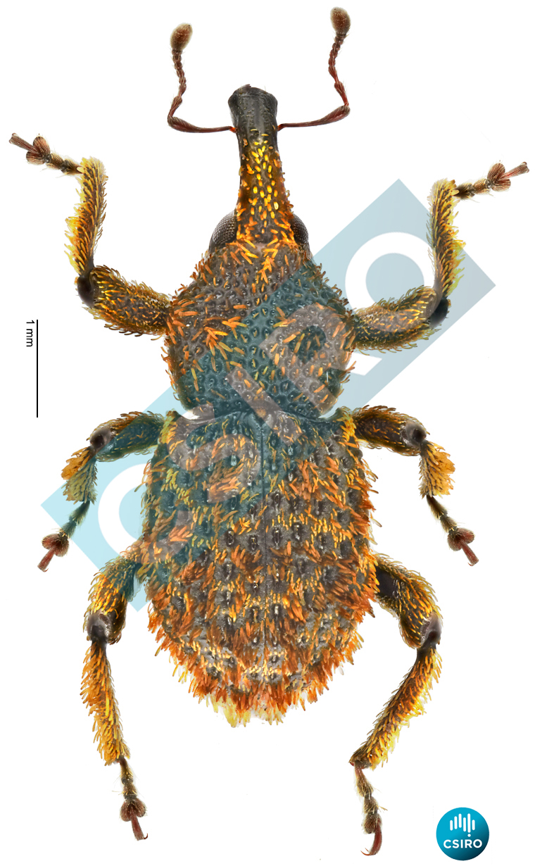 Ophrythyreocis valgus (Lea,  1909)
