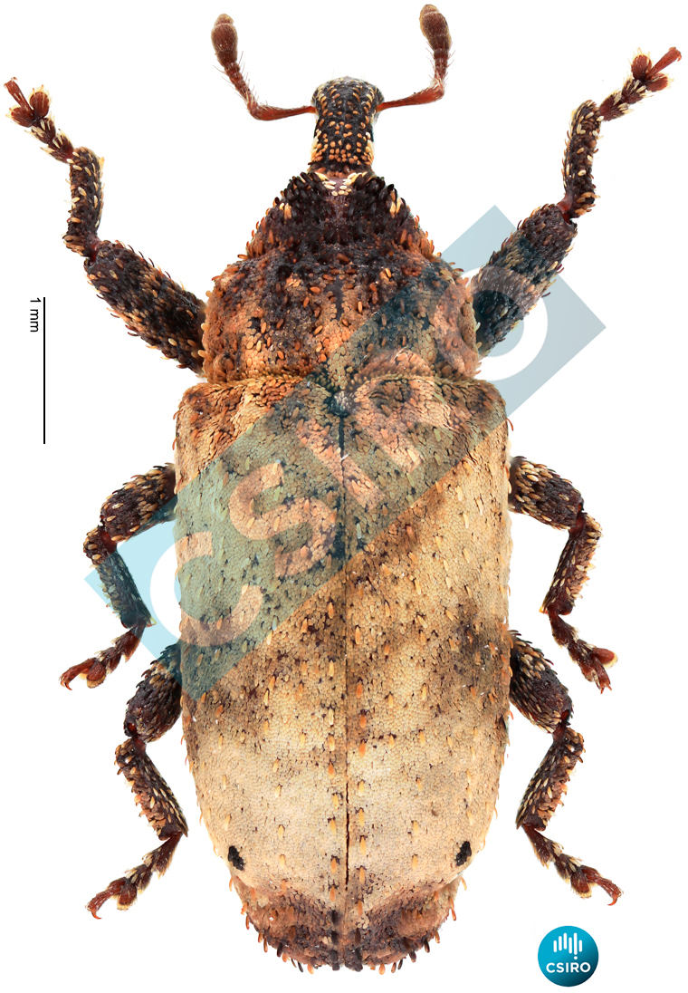 Orthoporopterus elongatus Lea,  1910