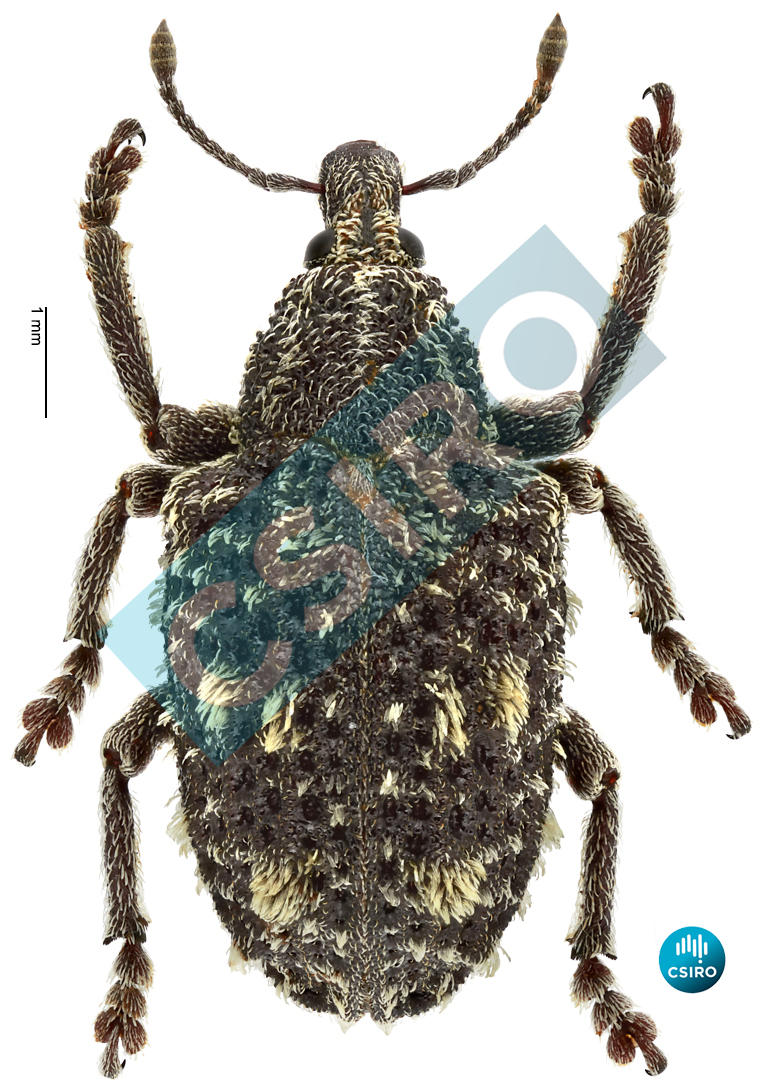 Oxyops fasciculatus Redtenbacher,  1868