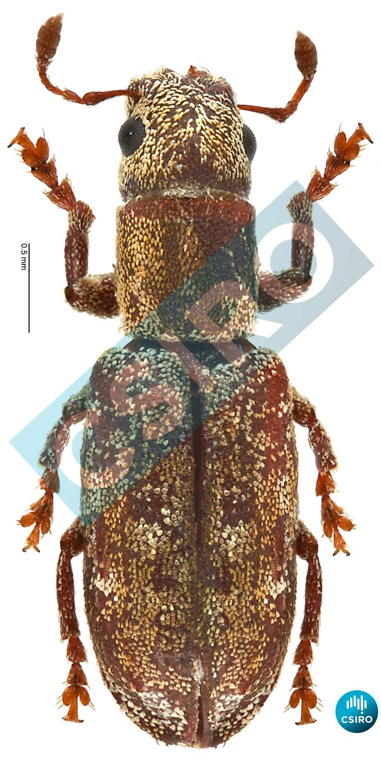 Peliocis subcylindricus Lea,  1930