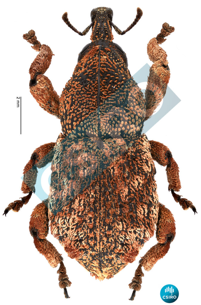 Plagiocorynus quadrituberculatus
