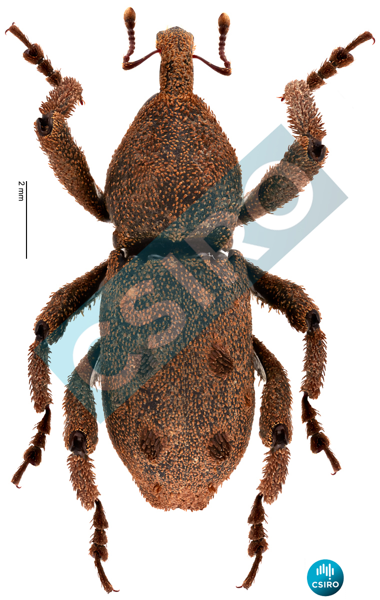 Poropterus fasciculatus Lea,  1898