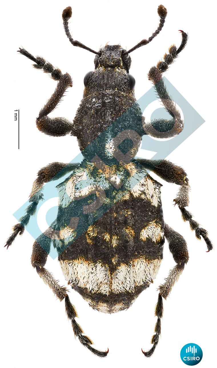 Pseudonotonophes lemmus (Pascoe,  1874)