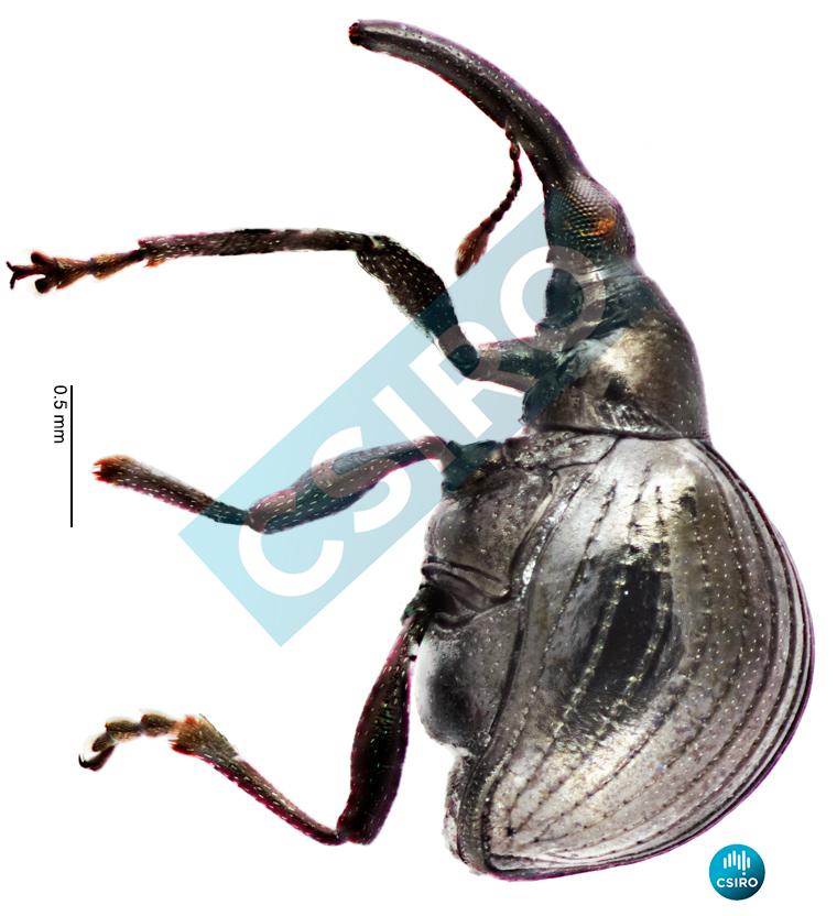 Pseudopiezotrachelus macleayensis (Lea,  1926)