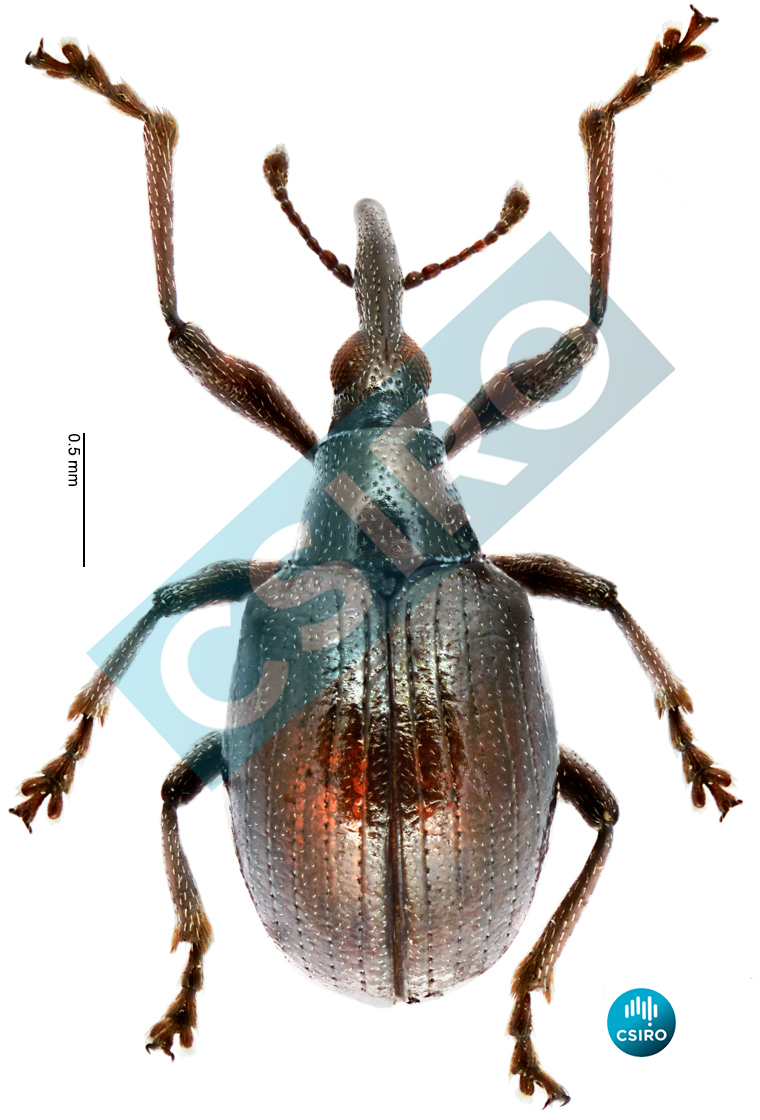 Pseudorhinapion agonis (Lea,  1899)