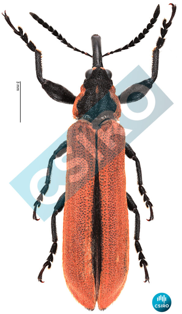 Rhinotia haemoptera
