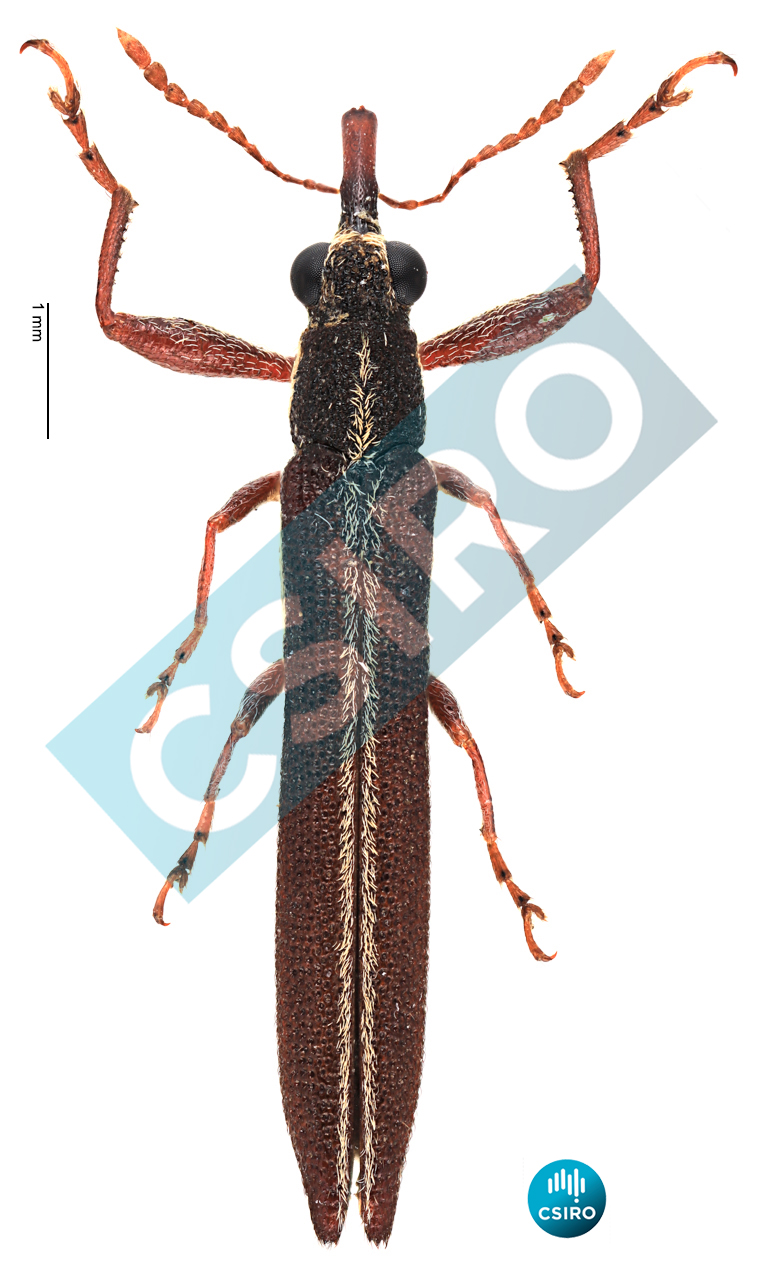 Rhinotia tenuis (Lea,  1899)