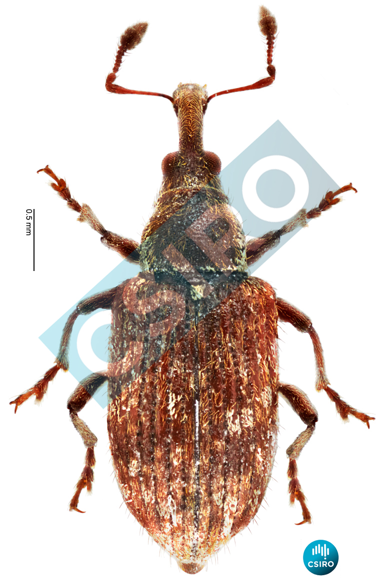 Rhopalomerus piceosetosus